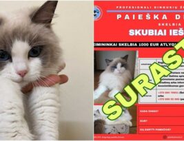 Su dronais ieškota katytė Georgia surasta netikėtoje vietoje: „Niekas net nepagalvojo“