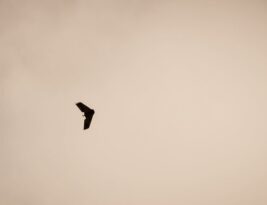 Nerimą keliantis įvykis Švedijoje: virš karinės bazės – nežinomi dronai