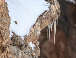 Raskite pasislėpusį leopardą: pavyksta ne visiems