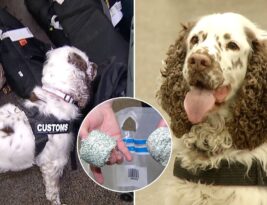 Kontrabandininkų siaubas Joga pinigus randa greitai: „Šuniui yra tas pats ar 100, ar 5 eurai“